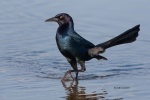 Boat-tailed-Grackle;Grackle;One;Quiscalus-major;Wading;avifauna;bird;birds;color